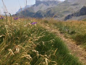 Lirios camino del Petrechema