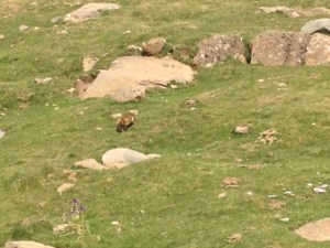 Y en el centro, una marmota!
