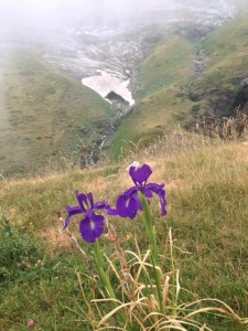 Lirios en la niebla.