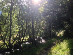 El bosque que va de Bordas de Graus a Noarre. Esta mañana.