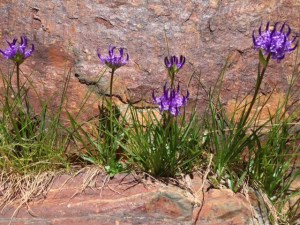 ¡Hasta en las piedras hay flores!