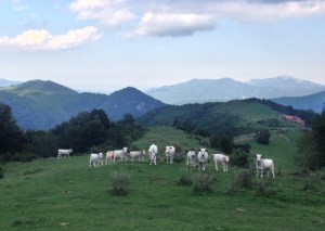 Vacas vigilantes en Vallespir.