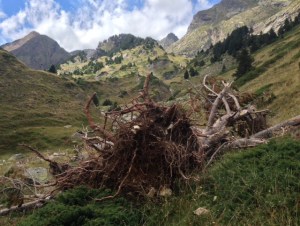 Árbol arrancado. Ayer, en el Valle de Estós.