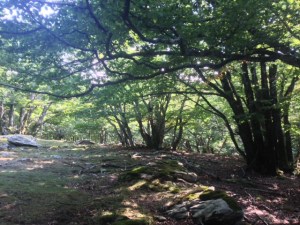 Hayedo en las cercanías del Neulós.