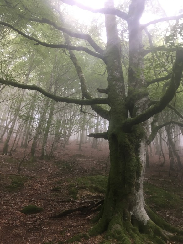 0F778850-FD60-432C-93E0-7267FA345373